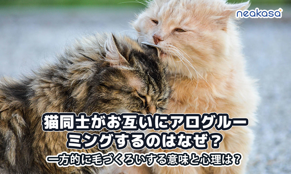 猫同士がお互いにアログルーミングするのはなぜ?一方的に毛づくろいする意味と心理は?