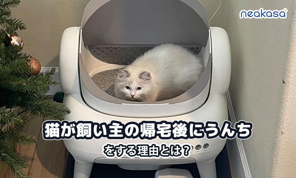 猫が飼い主の帰宅後にうんちをする理由|安心と信頼のサインとは