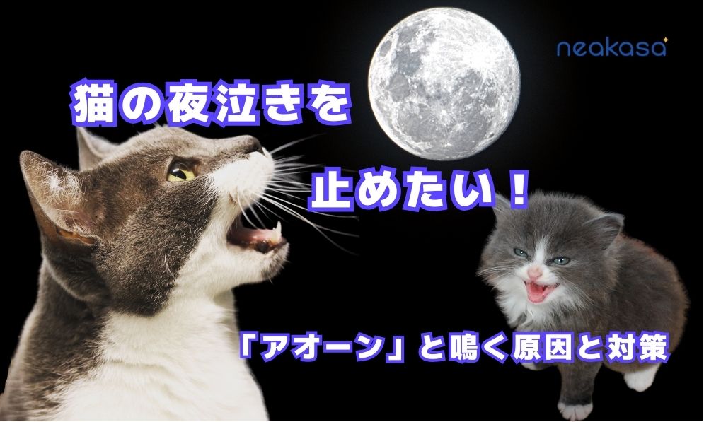 猫の夜泣きを止めたい！夜に「アオーン」と鳴く原因と今すぐできる対策