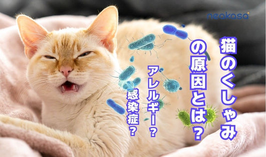 猫のくしゃみの原因とは？アレルギー・感染症など主な原因と症状、対処法を解説