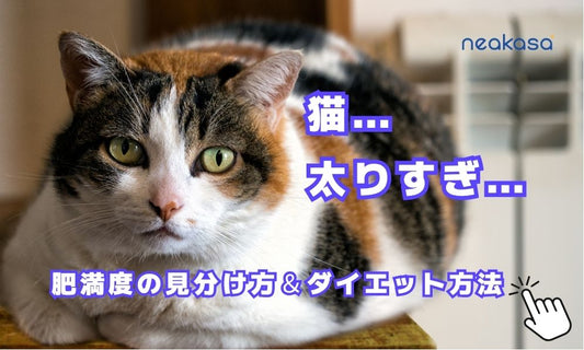 猫は太りすぎかも？肥満度の見分け方と無理のないダイエット方法を徹底解説