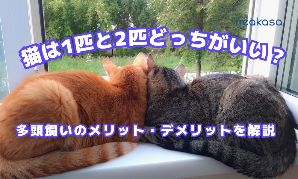 猫は1匹と2匹どっちがいい？ 多頭飼いのメリット・デメリットと正しい判断基準を徹底解説