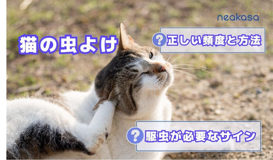 猫の虫よけ、正しい頻度と方法は？駆虫が必要なサインと時期別ケアを徹底解説