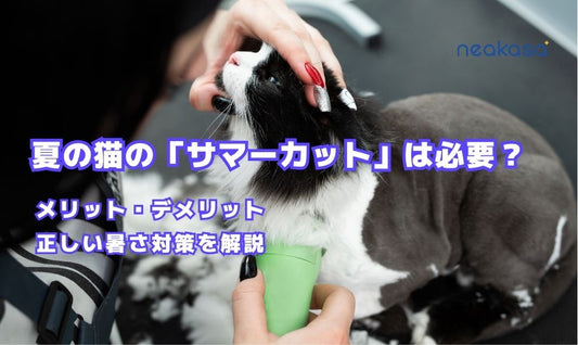 夏の猫の「サマーカット」は必要？ メリット・デメリットと正しい暑さ対策を解説