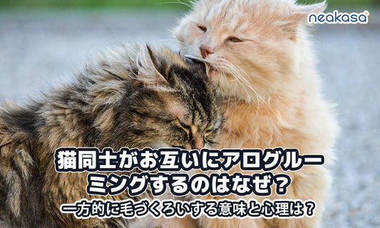 猫同士がお互いにアログルーミングするのはなぜ？一方的に毛づくろいする意味と心理は？