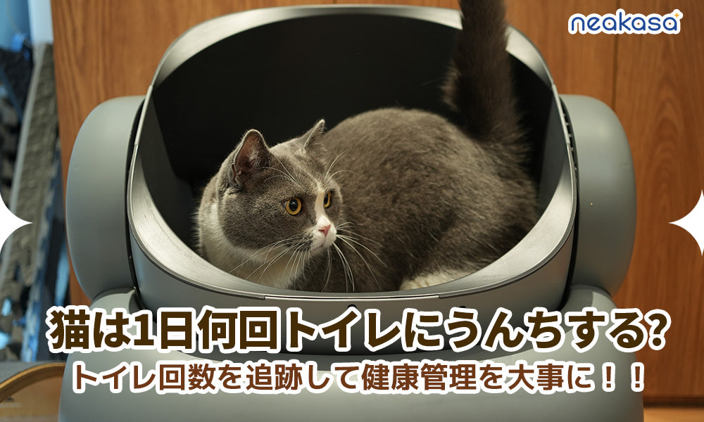 猫は1日何回トイレにうんちする？トイレ回数を追跡して健康管理を大事に！！
