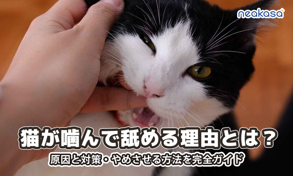 猫が噛んで舐める理由とは？原因と対策・やめさせる方法を完全ガイド