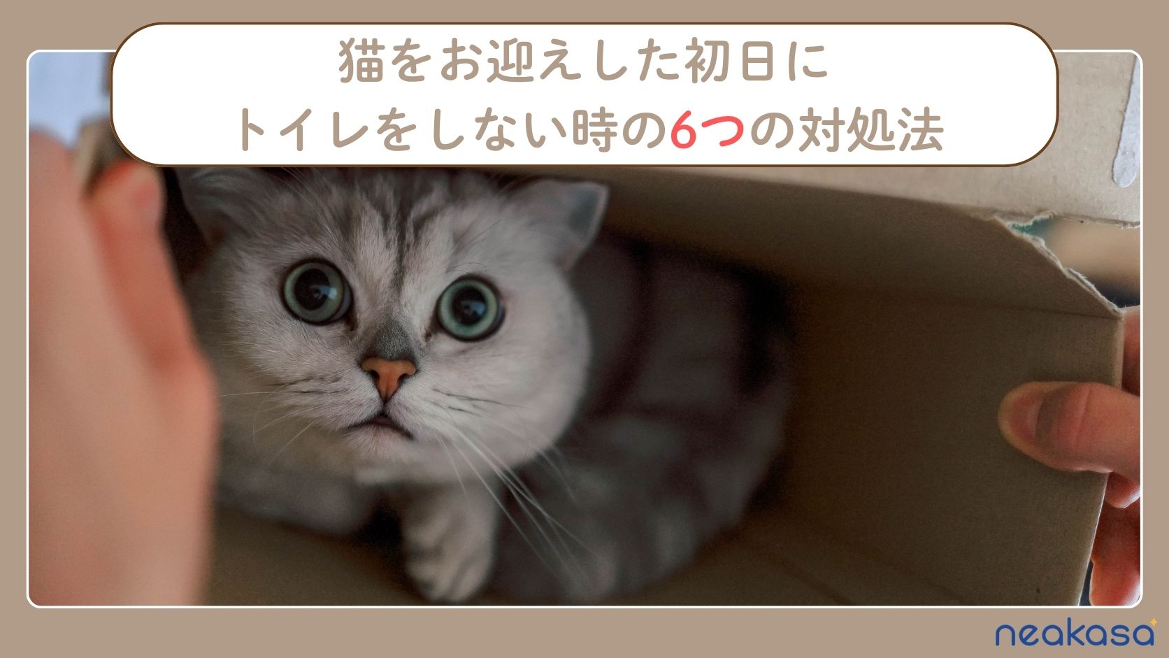 猫を迎えた初日にトイレをしない原因とは？6つの対処法と排泄しないときの注意点