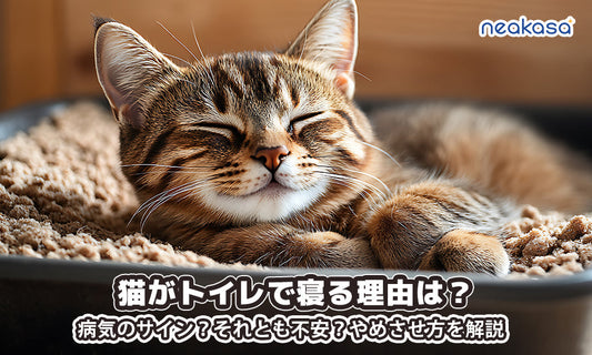 猫がトイレで寝る理由は？病気のサイン？それとも不安？やめさせ方を解説
