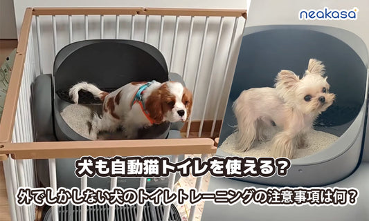 犬も自動猫トイレを使える？外でしかしない犬のトイレトレーニングの注意事項は何？