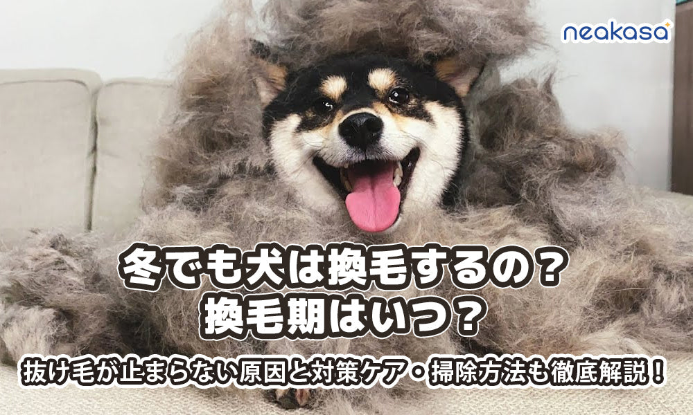 冬でも犬は換毛するの？換毛期はいつ？抜け毛が止まらない原因と対策ケア・掃除方法も徹底解説！