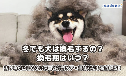 冬でも犬は換毛するの？換毛期はいつ？抜け毛が止まらない原因と対策ケア・掃除方法も徹底解説！
