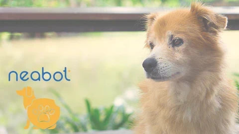 Neakasa、GenHighと動物保護支援活動を実施