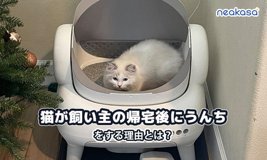 猫が飼い主の帰宅後にうんちをする理由｜安心と信頼のサインとは
