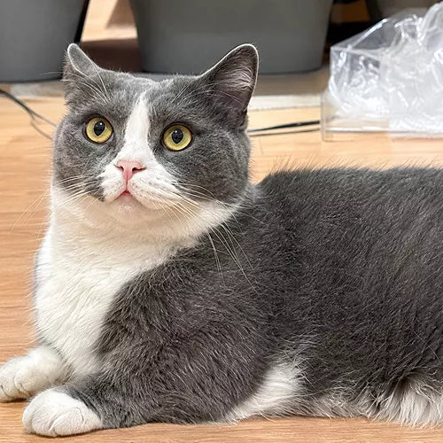 グレーとホワイトの猫