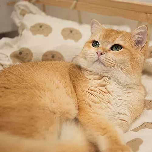オレンジ色の猫