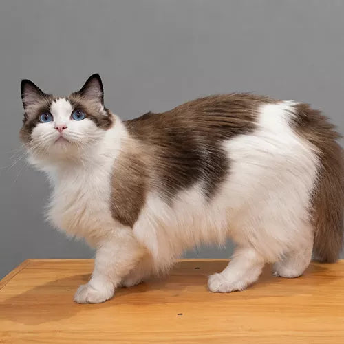 長毛の白茶猫