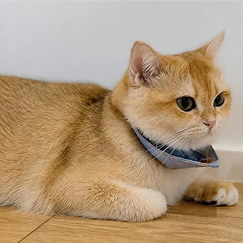 スカーフを巻いたオレンジ色の猫