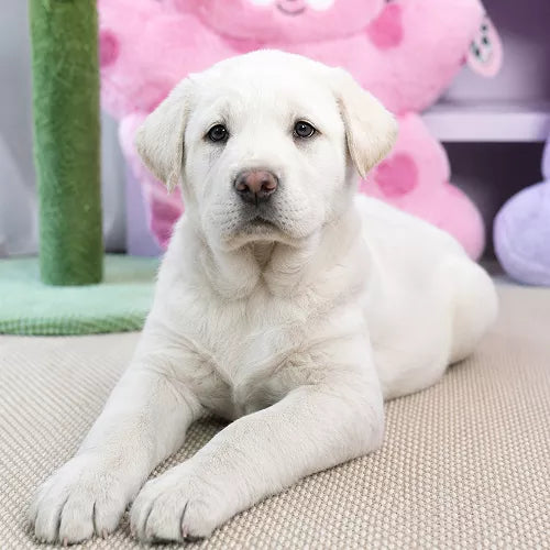 白いラブラドールの子犬