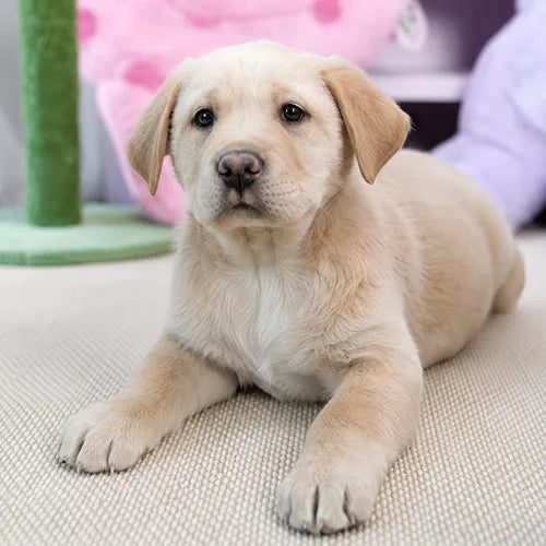 ラブラドールの子犬